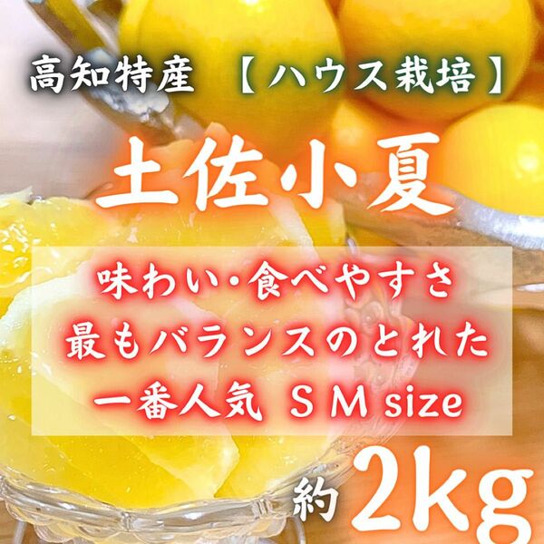 47一番人気小玉サイズ 温室 土佐小夏 約2kg 日向夏 ニューサマーオレンジ