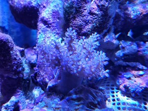  leather rough satosaka1 point thing M size pink * purple series small foundation attaching beginner oriented coral soft coral K2
