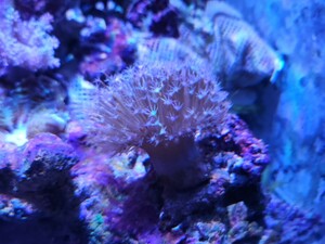umi mushrooms long poly- p1 point thing M size Brown ~ light pink series foundation attaching beginner oriented coral soft coral full ......!