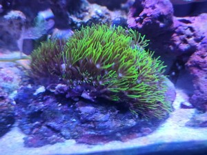  Star poly- p light green series 1 point thing M size foundation less beginner oriented coral soft coral full ......!