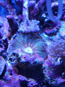 ko is Nagata coral green group 1 point thing beginner oriented coral ja cards production full ......!