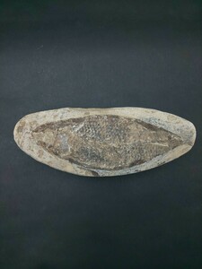 ☆魚 化石 約456g ☆鉱物 魚類 置物