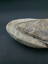 ☆魚 化石 約456g ☆鉱物 魚類 置物_画像2