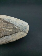 ☆魚 化石 約456g ☆鉱物 魚類 置物_画像4