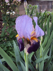  german Iris ( фиолетовый )