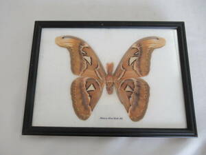H05065　昆虫標本　ヨナグニサン　Attacus atlas moth　アトラスガ　額縁入り　虫　蛾