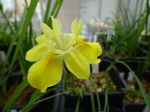 モラエア・フガックスイエロー　Moraea fugax yellow form　大２球