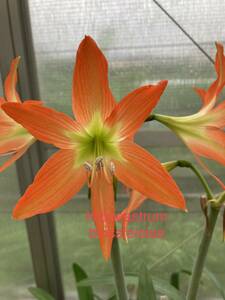 原種　アマリリス・ブロスフェルディアエ　Hippeastrum blossfeldiae 分球株