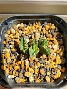 【１円スタート売り切り！】３頭 アガベ チタノタ 子株 Lightly White Thorn ライトリーホワイトソーン / オテロイ titanota Agave