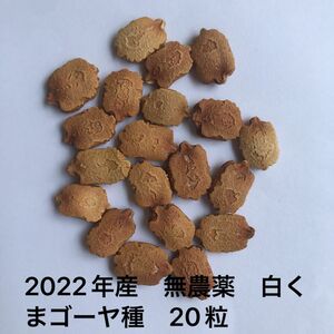 2022年産　無農薬　白くまゴーヤ種　白ゴーヤ種　20粒　緑のカーテン♪ 自家採取　残りわずか