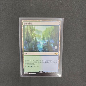 MTG　植物の聖域　日本語版　プロモスタンプ入り