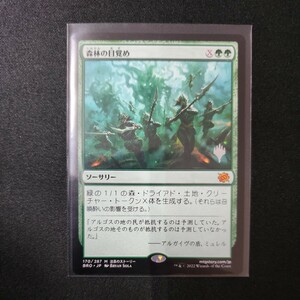 MTG　森林の目覚め　日本語版　プロモスタンプ入り