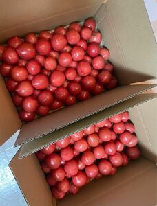 静岡県産 桃太郎トマト 3kg 小玉 無人販売所で1000万個売れたトマト！！