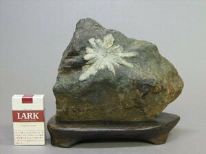 [ heart .] appreciation stone chrysanthemum stone beater pcs attaching suiseki st natural stone weight 6.3 kilo SI008