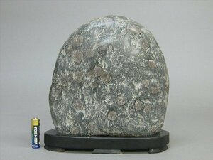 [ heart .] appreciation stone plum flower stone . stone pcs attaching suiseki st natural stone weight 6.42 kilo TL121