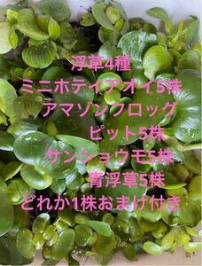 浮草四種ミニホテイアオイ5株アマゾンフロッグピット5株オオサンショウモ5株青浮草5株どれか1株おまけ