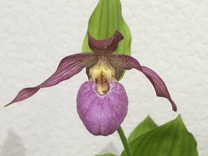 外国産交配アツモリソウ　Cypripedium macranthus x montanum　No３　蘭　野生ラン　スリッパーオーキッド　