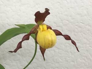 外国産交配アツモリソウ　Cypripedium parviflorum　No3 蘭　野生ラン　スリッパーオーキッド　