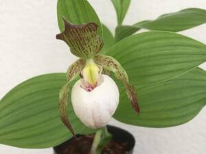 外国産交配アツモリソウ　Cypripedium candidum x kentuckiense？　蘭　交配ラン　スリッパーオーキッド　