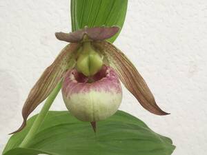 外国産交配アツモリソウ　Cypripedium ハイブリッド種大型　不明交配種　蘭　交配ラン　スリッパーオーキッド　