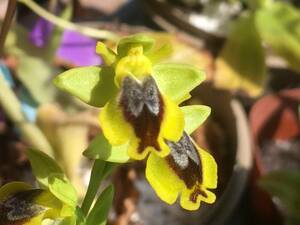 オフリス　ルテア　No３　もしくは　”Ophrys phryganae”？（ルテアの亜種）蘭　野生ラン　