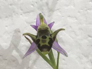 オフリス　オエストリフェラ　”Ophrys oestrifera”！！！！　蘭　野生ラン　ビーオーキッド　