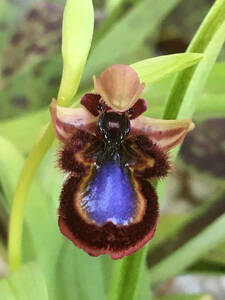 オフリス　スぺクルム　”Ophrys speculum”　蘭　野生ラン　