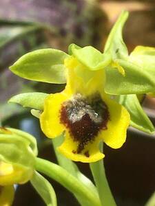 オフリス　ルテア　もしくは　”Ophrys phryganae”？（ルテアの亜種）画像要確認　蘭　野生ラン　ビーオーキッド
