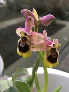 オフリス テンスレディニフェラ　 ”Ophrys tenthredinifera”　難あり？　蘭　野生ラン　ビーオーキッド　