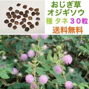 送料無料　オジギソウ　おじぎ草　種　30粒　①