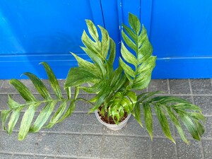 【ROKO Plants】Epipprenum pinnatum Mint Variegated タイ直輸入（６枚目根の写真あり）
