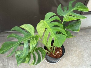 Monstera Borsigiana Mint Variegated モンステラ ボルシギアナ ミント斑入り【ROKO Plants】７枚目根の写真あり。