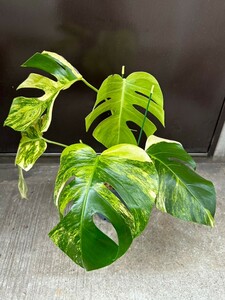 【ROKO plants】 モンステラ　ボルシギアナ　オーレア 斑入り Monstera borsigiana Aurea Variegata タイ直輸入（８枚目に根の写真あり）