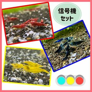  popular color Mix [ signal machine set ]3 kind 30 pcs Cherry shrimp freshwater prawn 