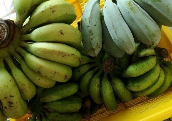 石垣島産 自然栽培 バナナ3種食べ比べセット 3kg