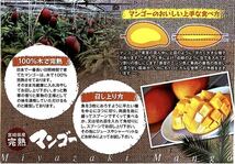 宮崎県産 完熟マンゴー 3.5kg_画像5