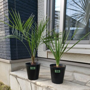 26** here s cocos nucifera ** dracaena ( odour shu Rolland )**2 pot set * symbol tree garden tree ** potted plant **