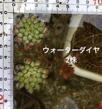 ウォーターダイヤ　2株　水草_画像1