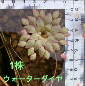 ウォーターダイヤ　1株　水草