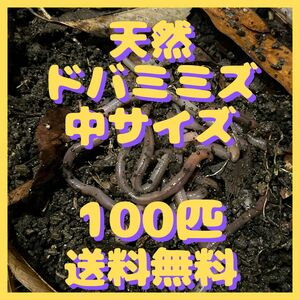 天然 ドバミミズ　100匹+α［中サイズ 約8～10cm］釣りエサ　ウナギ釣り ペットの餌 静岡県伊豆産