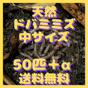 【5/11発送】ドバミミズ　50匹+α［中サイズ 約8～10cm］釣りエサ　ウナギ釣り ペットの餌 静岡県伊豆産