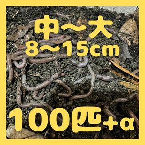 5/18(土)発送可 最短翌日AM着　ドバミミズ　中～大　100匹+α　約8～15cm