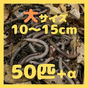 5/30(木)発送可 最短翌日AM着　ドバミミズ　大　50匹+α　約10～15cm