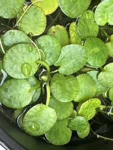  postage 185 jpy, Saturday and Sunday shipping. large Amazon frog pito10 stock. comming off ., water plants.