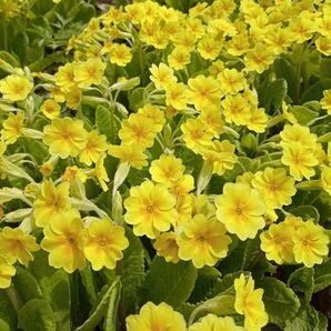 プリムラ　黄色いお花　５苗　耐寒性多年草　花期が長い♪　よく増える　来季用