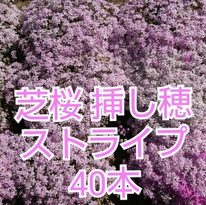 芝桜 挿し穂 40本（ストライプ）