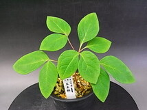 ♪山野草:：斑入りヤマシャクヤク、山芍薬 『銘品・五木錦　実生6年生（斑抜け）』♪_画像3