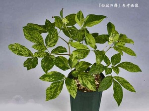 ♪山野草:：斑入りヤマシャクヤク、山芍薬 『銘品・白凪の舞　実生5年生（チョビ斑）』♪