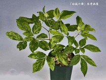 ♪山野草:：斑入りヤマシャクヤク、山芍薬 『銘品・白凪の舞　実生5年生-2（種付き、斑抜け）』♪_画像1