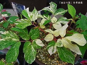 ♪山野草:：斑入りヤマシャクヤク、山芍薬 『銘品・祖谷の聖　実生3年生』♪